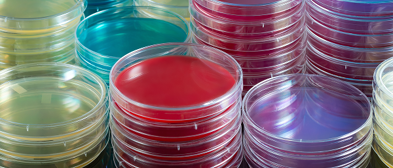 Identification & Detection