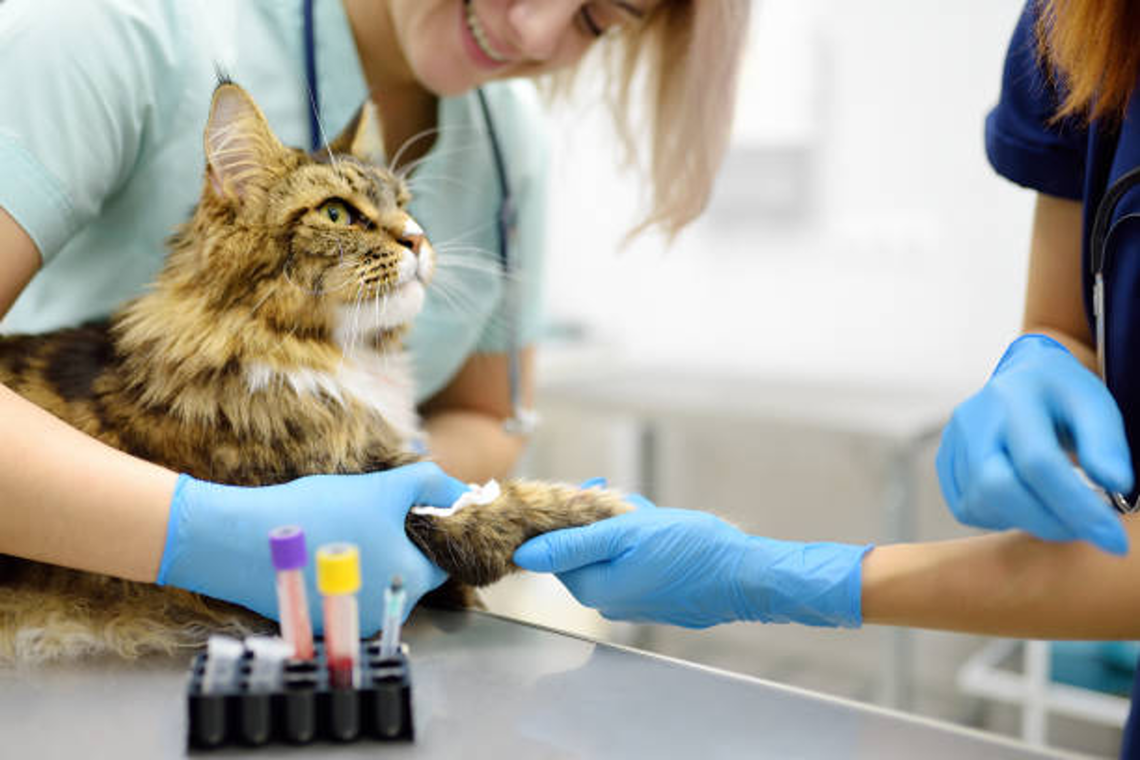 Veterinary Cat.png